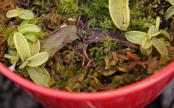 「食虫植物（モウセンゴケ・サラセニア・ムシトリスミレ・ミミカキグサ）」テキトー栽培記