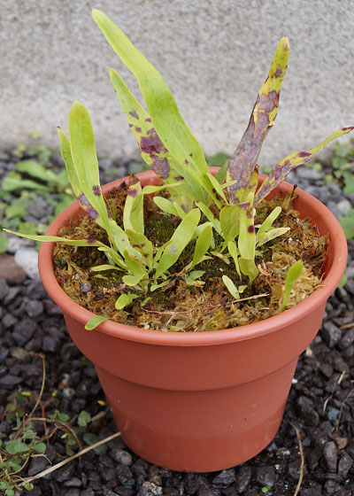 「食虫植物（ハエトリソウ・モウセンゴケ・ウツボカズラ・サラセニア・ムシトリスミレ・ミミカキグサ）」テキトー栽培記