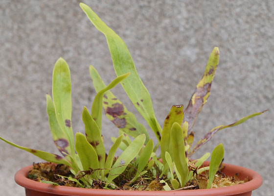 「食虫植物（モウセンゴケ・サラセニア・ムシトリスミレ・ミミカキグサ）」テキトー栽培記