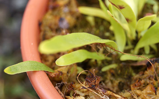 「食虫植物（モウセンゴケ・サラセニア・ムシトリスミレ・ミミカキグサ）」テキトー栽培記