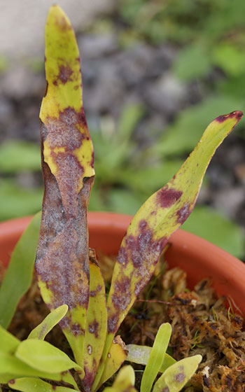 「食虫植物（モウセンゴケ・サラセニア・ムシトリスミレ・ミミカキグサ）」テキトー栽培記