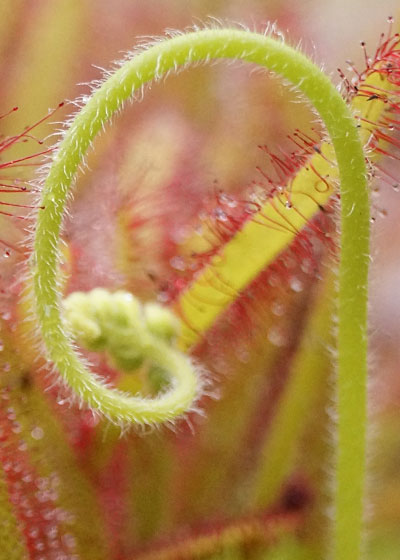 「食虫植物（モウセンゴケ・サラセニア・ムシトリスミレ・ミミカキグサ）」テキトー栽培記