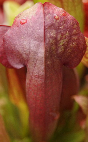 「食虫植物（モウセンゴケ・サラセニア・ムシトリスミレ・ミミカキグサ）」テキトー栽培記