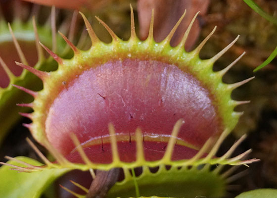 「食虫植物（ハエトリソウ）」テキトー栽培記