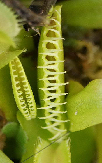 「食虫植物（ハエトリソウ）」テキトー栽培記