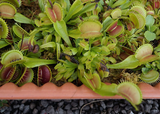 「食虫植物（ハエトリソウ）」テキトー栽培記