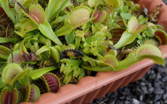 「食虫植物（ハエトリソウ）」テキトー栽培記