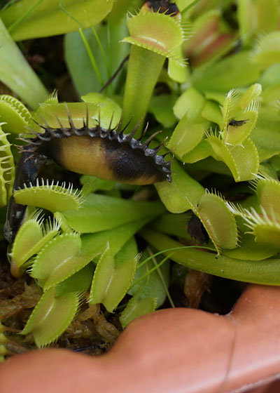 「食虫植物（ハエトリソウ）」テキトー栽培記