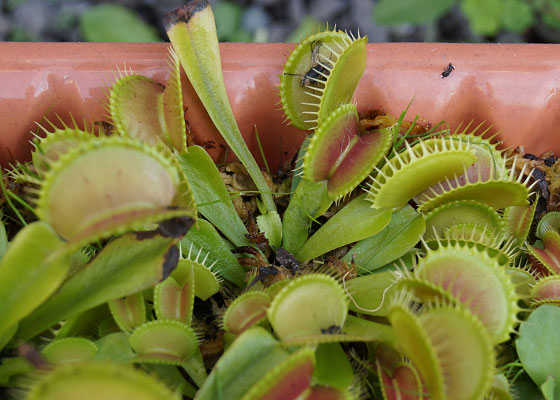 「食虫植物（ハエトリソウ）」テキトー栽培記