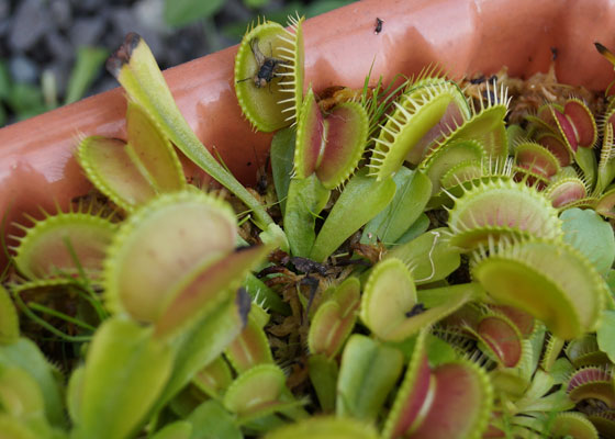 「食虫植物（ハエトリソウ）」テキトー栽培記