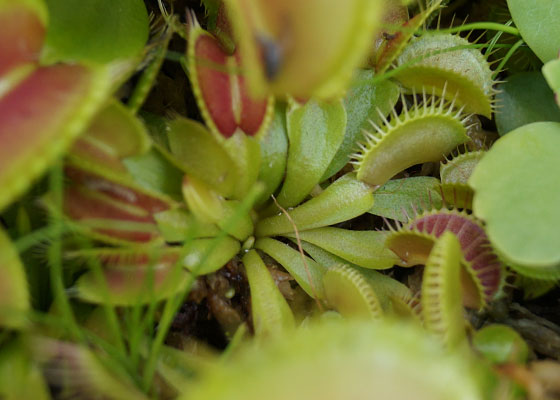 「食虫植物（ハエトリソウ）」テキトー栽培記