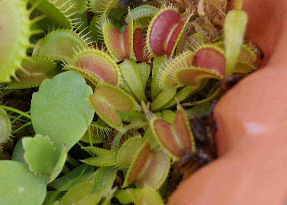 「食虫植物（ハエトリソウ）」テキトー栽培記