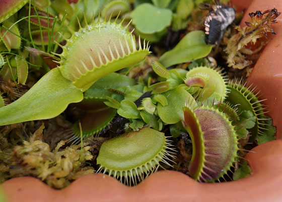 「食虫植物（ハエトリソウ）」テキトー栽培記