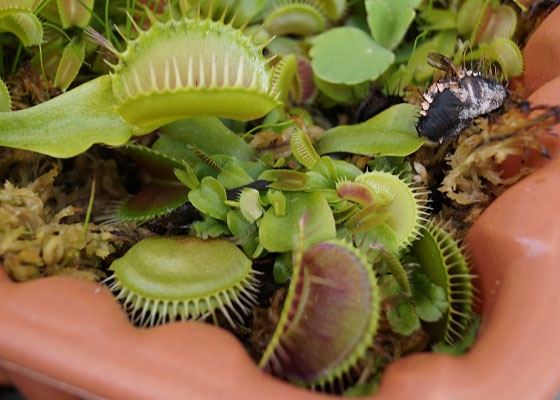 「食虫植物（ハエトリソウ）」テキトー栽培記