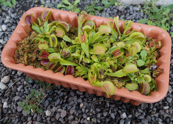 「食虫植物（ハエトリソウ）」テキトー栽培記