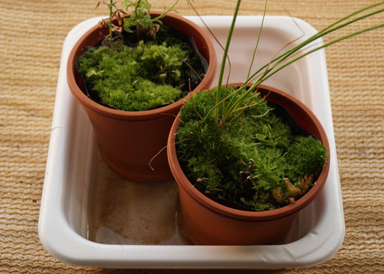 「食虫植物（ハエトリソウ）」テキトー栽培記