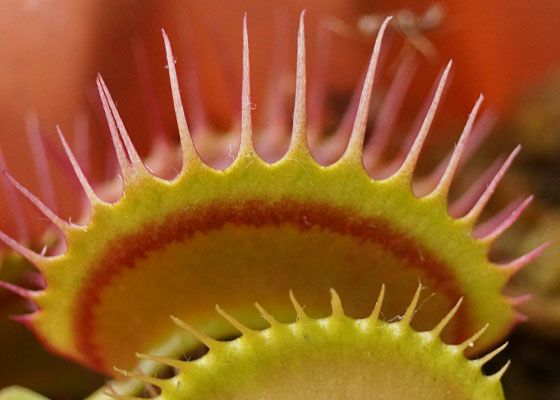 「食虫植物（ハエトリソウ）」テキトー栽培記