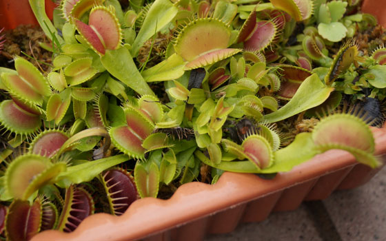 「食虫植物（ハエトリソウ）」テキトー栽培記