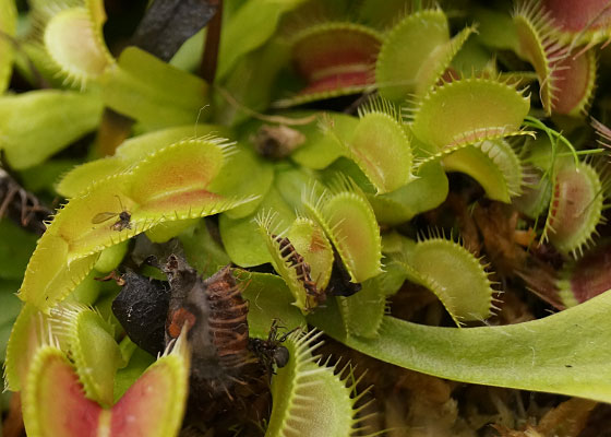 「食虫植物（ハエトリソウ）」テキトー栽培記