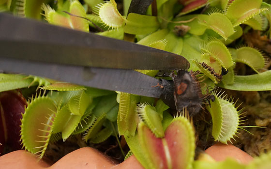 「食虫植物（ハエトリソウ）」テキトー栽培記