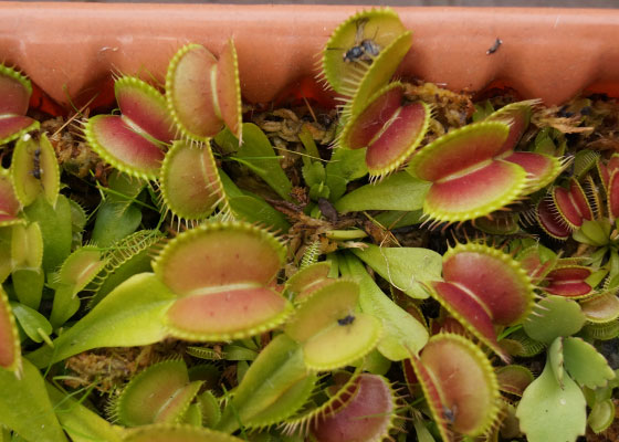 「食虫植物（ハエトリソウ）」テキトー栽培記