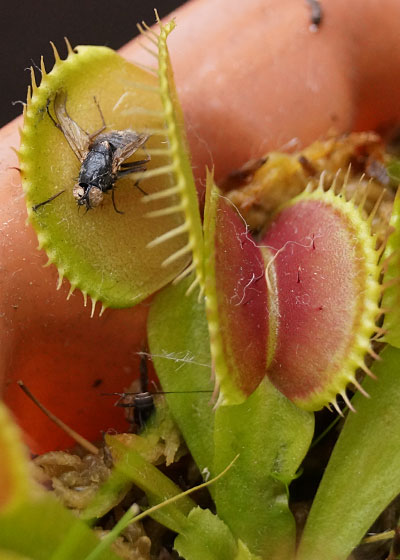 「食虫植物（ハエトリソウ）」テキトー栽培記