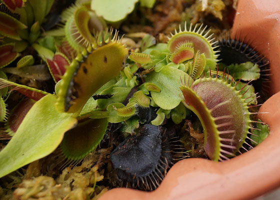 「食虫植物（ハエトリソウ）」テキトー栽培記