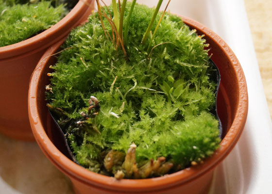 「食虫植物（ハエトリソウ）」テキトー栽培記