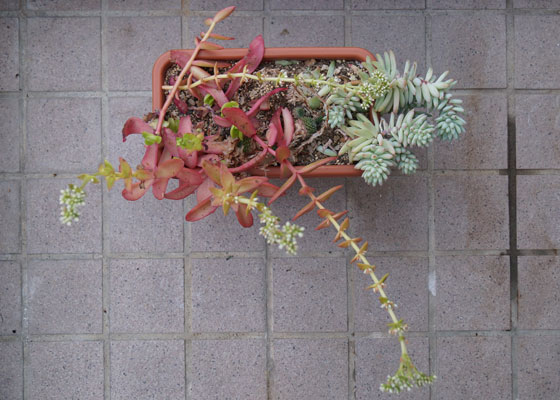 「多肉植物(火祭り・シンビフォルミス・舞乙女・子宝草・その他)」テキトー栽培記