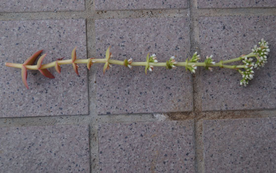 「多肉植物（火祭り・シンビフォルミス・舞乙女・子宝草・その他）」テキトー栽培記