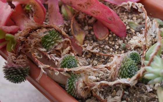 「多肉植物(火祭り・シンビフォルミス・舞乙女・子宝草・その他)」テキトー栽培記