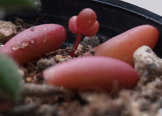 「多肉植物(火祭り・シンビフォルミス・舞乙女・子宝草・その他)」テキトー栽培記