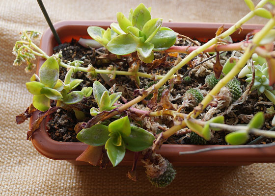 「多肉植物(火祭り・シンビフォルミス・舞乙女・子宝草・その他)」テキトー栽培記