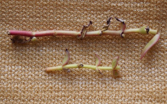 「多肉植物(火祭り・シンビフォルミス・舞乙女・子宝草・その他)」テキトー栽培記