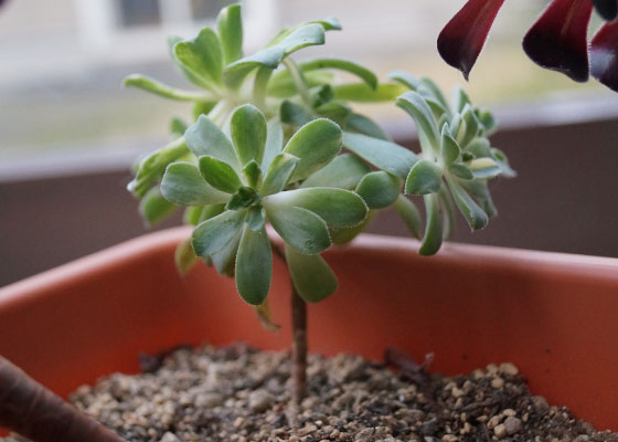 「多肉植物（黒法師・カシミアバイオレット・愛染錦）」テキトー栽培記