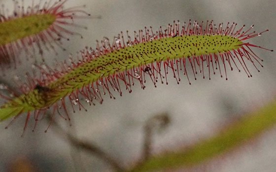 「食虫植物（モウセンゴケ・サラセニア・ムシトリスミレ・ミミカキグサ）」テキトー栽培記