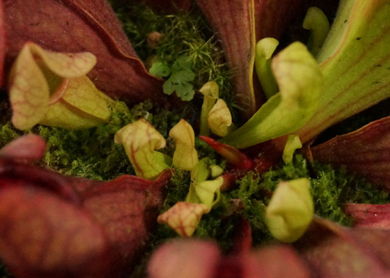 「食虫植物（モウセンゴケ・サラセニア・ムシトリスミレ・ミミカキグサ）」テキトー栽培記