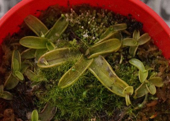 「食虫植物（モウセンゴケ・サラセニア・ムシトリスミレ・ミミカキグサ）」テキトー栽培記