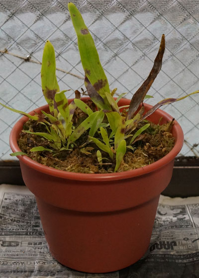 「食虫植物（ハエトリソウ・モウセンゴケ・ウツボカズラ・サラセニア・ムシトリスミレ・ミミカキグサ）」テキトー栽培記