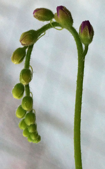 「食虫植物（モウセンゴケ・サラセニア・ムシトリスミレ・ミミカキグサ）」テキトー栽培記