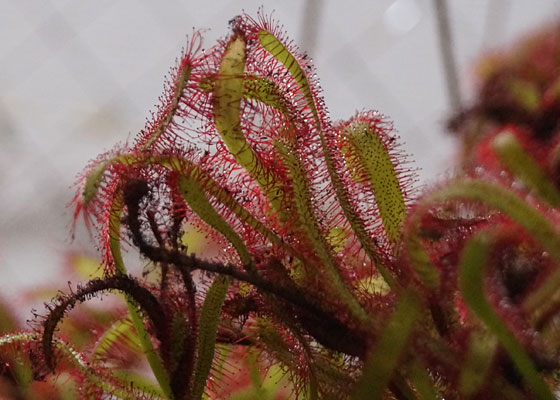 「食虫植物（モウセンゴケ・サラセニア・ムシトリスミレ・ミミカキグサ）」テキトー栽培記