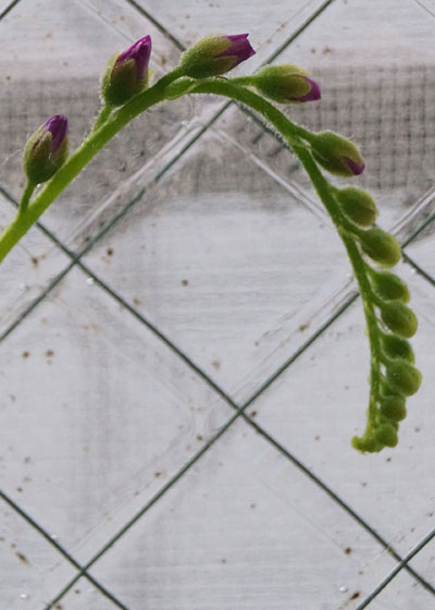 「食虫植物（ハエトリソウ・モウセンゴケ・ウツボカズラ・サラセニア・ムシトリスミレ・ミミカキグサ）」テキトー栽培記