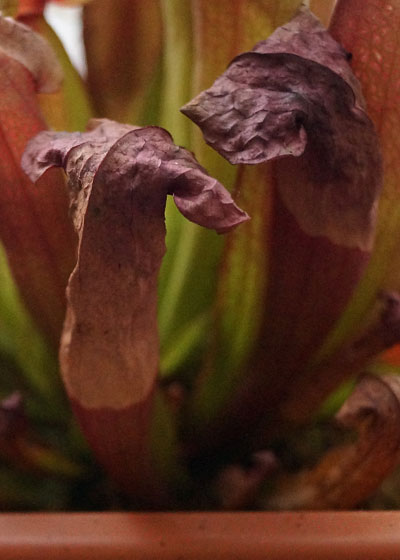 「食虫植物（モウセンゴケ・サラセニア・ムシトリスミレ・ミミカキグサ）」テキトー栽培記