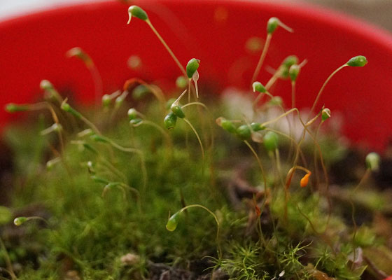 「食虫植物（モウセンゴケ・サラセニア・ムシトリスミレ・ミミカキグサ）」テキトー栽培記