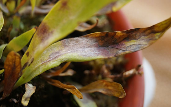 「食虫植物（モウセンゴケ・サラセニア・ムシトリスミレ・ミミカキグサ）」テキトー栽培記