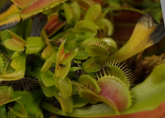 「食虫植物（ハエトリソウ）」テキトー栽培記