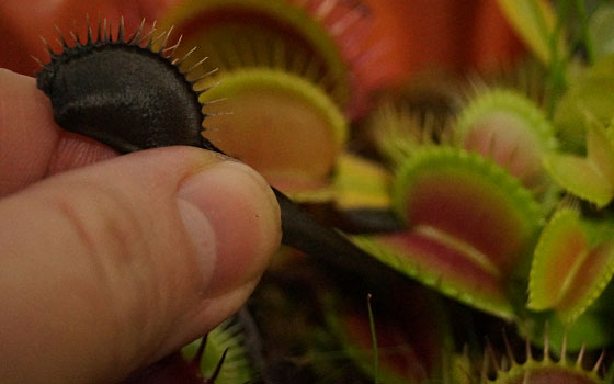 「食虫植物（ハエトリソウ）」テキトー栽培記