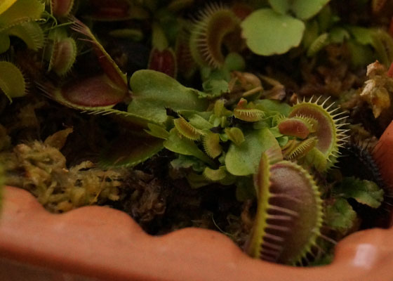 「食虫植物（ハエトリソウ）」テキトー栽培記