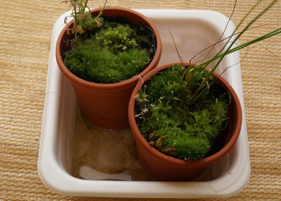 「食虫植物（ハエトリソウ）」テキトー栽培記