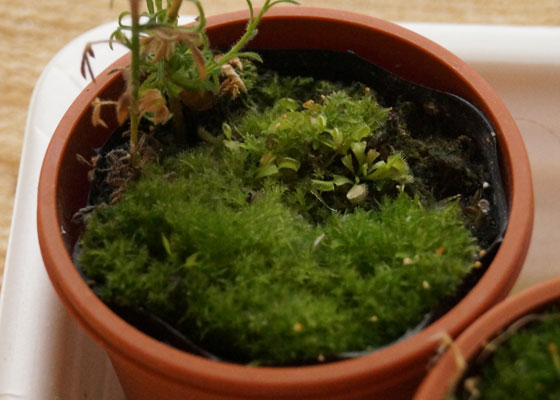 「食虫植物（ハエトリソウ）」テキトー栽培記